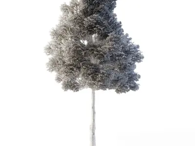 Small Leaved Lime Tree 5m Low-poly 3D model