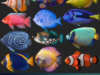  corals and coral fishes collection 