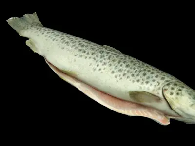  Seafood collection 02 