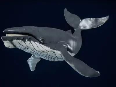  Humpback Whale Rigged PBR 