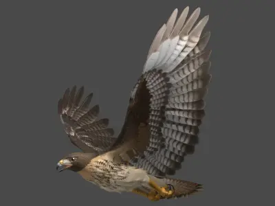  Red-tailed Hawk (Animated) 