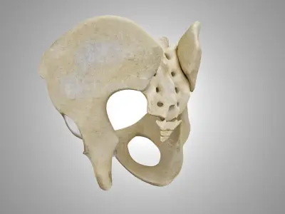 Female Pelvis 3D model