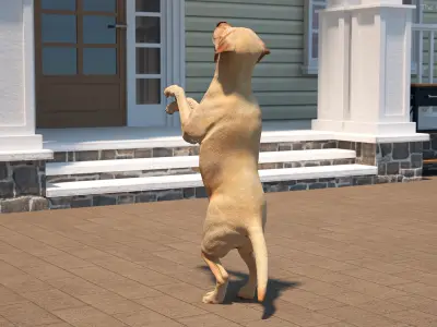  Begging White Labrador Dog Pose Animated Rigged for Cinema 4D 