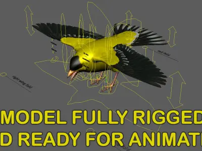  American Goldfinch (Animated) 