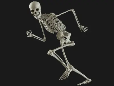  Human Skeleton Rigged 3D 