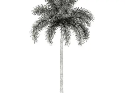 Foxtail Palm Tree 3D Model 8m 3D model