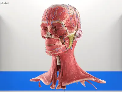  Female Anatomy Head 