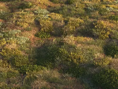 Forest grass 3D model