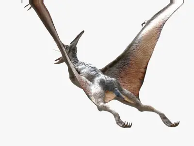  PteranodonRiggedAnimated 3D 