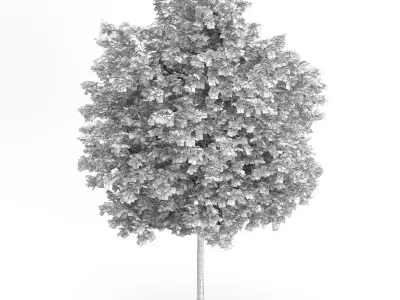 Maidenhair Tree Ginkgo biloba 3D model