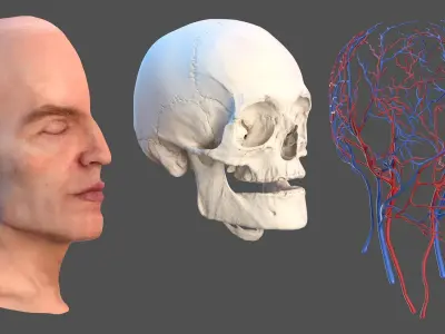  Anatomical Male Head Model with Neck 