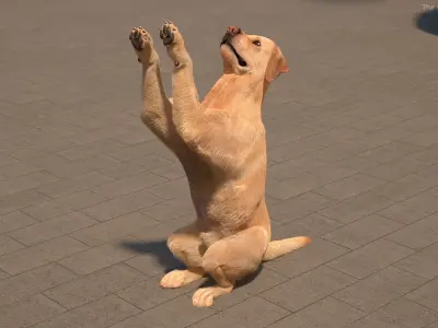  Begging White Labrador Dog Pose Fur Animated Rigged 