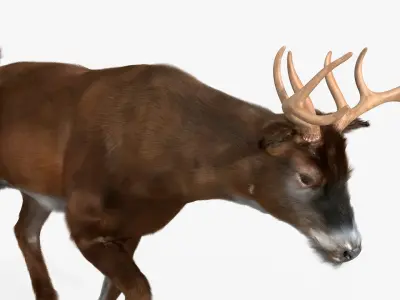  Virginia Deer Animated Fur Rigged For Blender 
