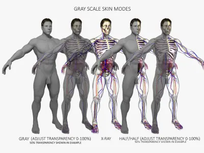 Ultimate Complete Rigged Male 3D model
