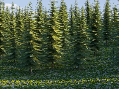 landscape01 engelmann spruce 3D model