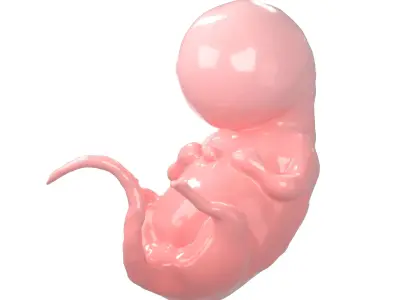 Human embryo V1 001 Low-poly 3D model