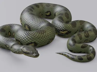  Green Anaconda - Rigged 