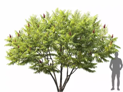 Rhus Tuphina 01 3D model