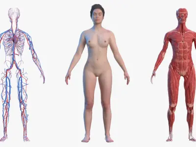 Complete Female Body Anatomy Fur 