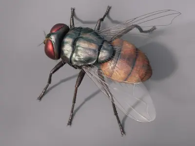  Housefly 