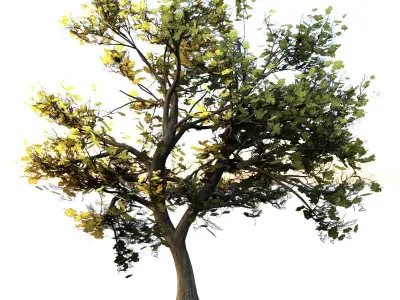 Maple Tree Low-poly 3D model