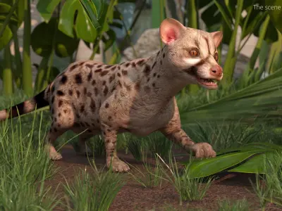  Asian Palm Civet Musang Spotted Coat Brown Rigged 