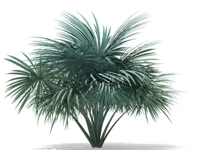 Silver Fan Palm Tree 3D Model 2m 3D model