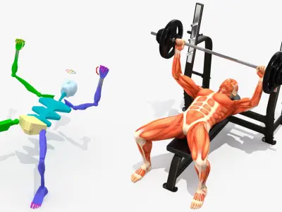  Anatomy Male Muscular System Bench Press Animated Rigged 