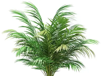 Golden Cane Palm Tree 3D Model 2m 3D model