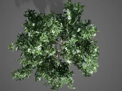 Korean Stewartia Spring Tree Low-poly 3D model