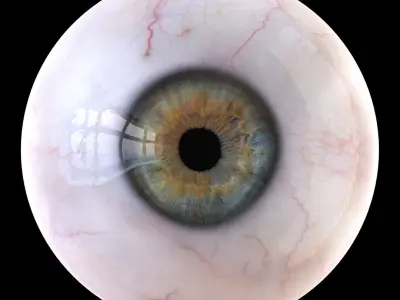  Detailed Human Eye 