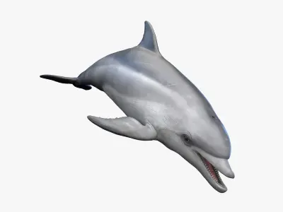  Dolphin - Shark - Whale Rigged Collection 