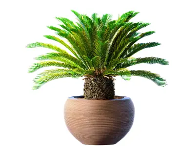Decorative Evergreen Cycas Palm garden pot planters ArtDeco vase 3D model