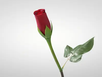  Hyperreal Rose Flower Animated 