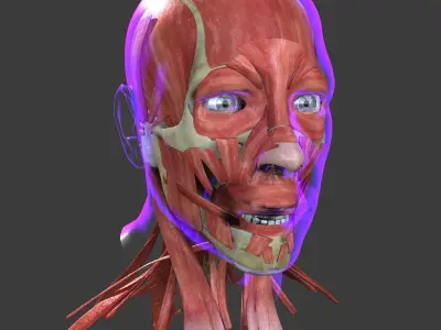 Human Face Muscle Anatomy Medical Edition 3D model