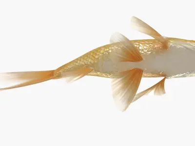  Goldfish (Animated) 