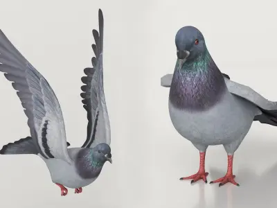  Low Poly Pigeon Rigged For Maya 