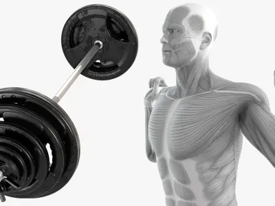  Male Muscular System Anatomy Squats 