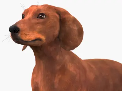  Smooth Dachshund Dog with Red Coat Fur for Maya 