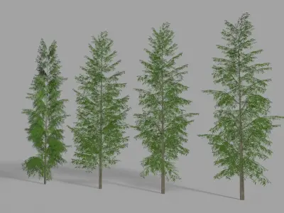 Eucalyptus tree 1 Low-poly 3D model