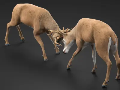  Whitetail Deer Fighting 
