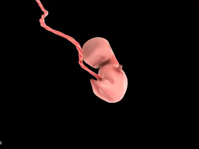 6 Weeks Human Fetus Low-poly 3D model