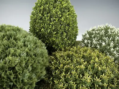 Groups of outdoor Decorative trees - Bushes - and Hedges 3D model