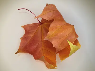 Collection of Autumn leaves 