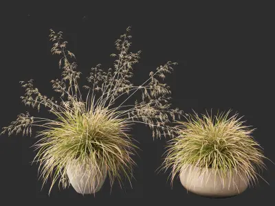 Deschampsia cespitosa Northern Lights - Tufted Hair Grass 03 3D model