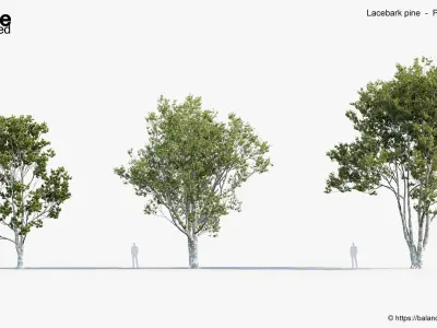 Lacebark pine Pinus bungeana 3D Model 3D model