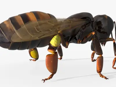  Worker Bee Rigged For Blender 
