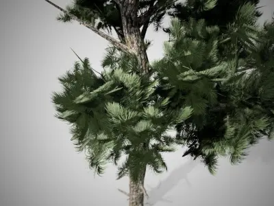 Loblolly Pine Tree Low-poly 3D model
