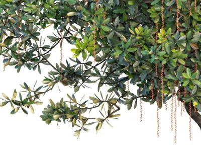 Barringtonia acutangula 3D model