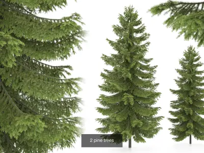 Conifer Species high quality 3D Model Pack
